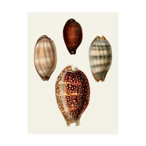Unknown 'Conchologia Iconica Iii' Canvas Art, 18x24, Trademark Fine Art, Mfr#: WAG10271-C1824GG